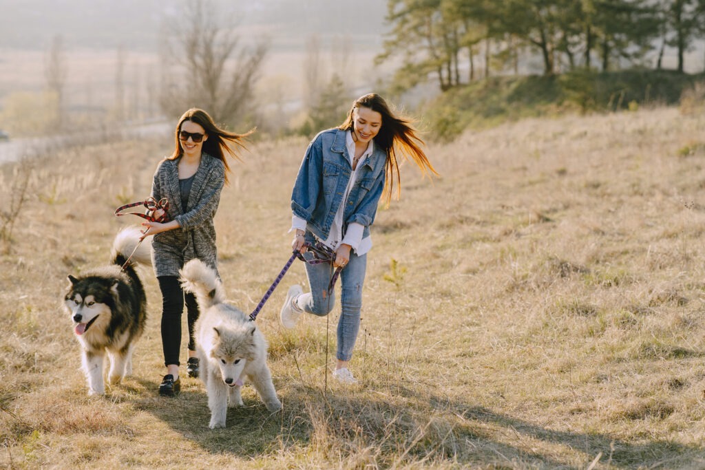 promenades canine éducative avec votre chien